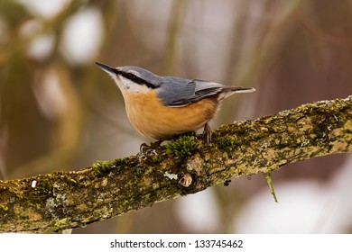 nuthatch bird