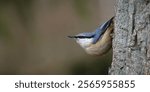 Nuthatch bird, eurasian nuthatch.Sitta europaea. Colorful cute bird siting on a tree on a spring. songbird. Nuthatch bird on a tree trunk