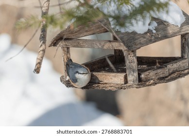 Nuthatch bird sits on a rustic wooden bird feeder filled with seeds, with snow-covered ground and evergreen branches in the background