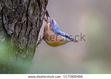 Nuthatch bird in tree
