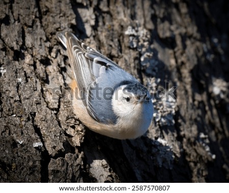 Similar – Image, Stock Photo Nuthatch bird clinging to a frosty tree bark