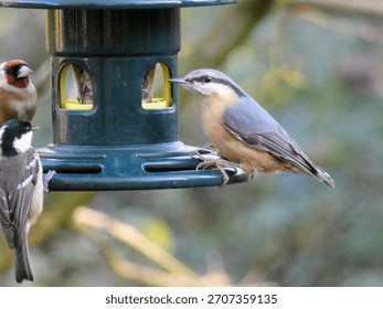 A nuthatch dominates a birdfeeder while a coal tit and a goldfinch look on tentatively.