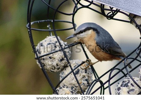 A nuthatch with fat balls