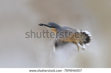 Similar – Image, Stock Photo Nuthatch (Sitta europaea)