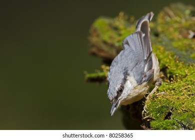 Nuthatch in the forrest