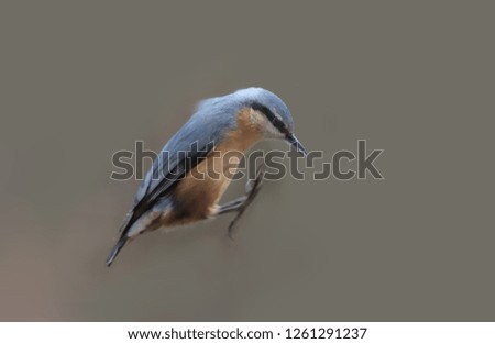 Similar – Image, Stock Photo Nuthatch (Sitta europaea)