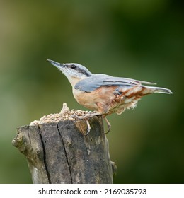 Nuthatch - The nuthatches constitute a genus, Sitta, of small Sitta birds belonging to the family Sittidae. Characterised by large heads, short tails, and powerful bills and feet, nuthatches advertise