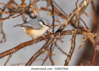 Nuthatch on a branch.