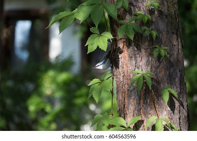 Nuthatch on the pine tree n the summer morning