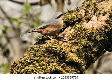 A nuthatch on a tree