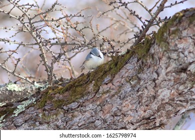 A Nuthatch on the tree