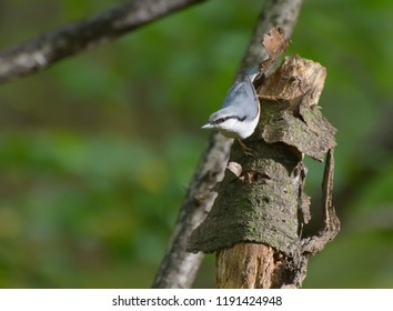 Nuthatch on the tree in the forest. Selective focus with shallow depth of field.