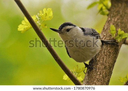 Nuthatch on a tree in spring