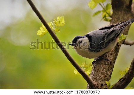 Nuthatch on a tree in spring