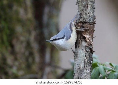Nuthatch on the trunk of a tree