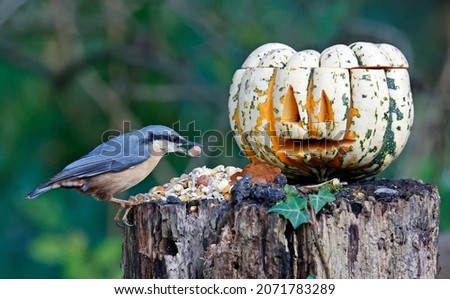 Nuthatch perched next to a pumpkin