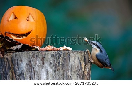 Nuthatch perched next to a pumpkin