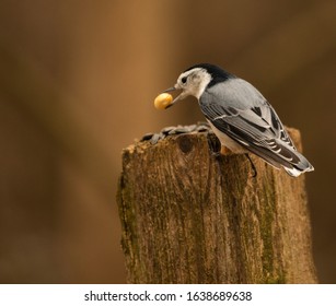 A nuthatch is perched on a piece of wood with a peanut in its beak. He chose the peanut over the sunflower seeds