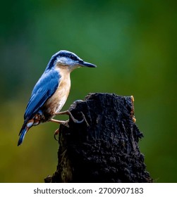 A nuthatch perched on a tree stump against a blurred green background.