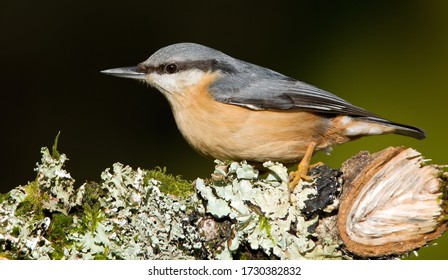 Nuthatch posing on a mossy log