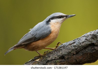 Nuthatch (Sitta Europaea)