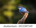 Nuthatch Sitta Europaea bird portrait shot perched on branch in winter sunlight with green Bokeh blured background.Orange breast, blue-grey wings and compact build. bird family Sittidae 