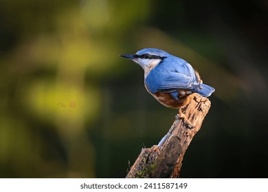 Nuthatch Sitta Europaea bird portrait shot perched on branch in winter sunlight with green Bokeh blured background.Orange breast, blue-grey wings and compact build. bird family Sittidae  - Powered by Shutterstock