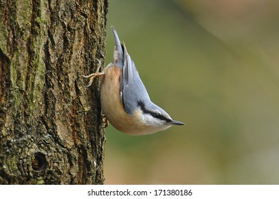 Nuthatch Sitta Europea