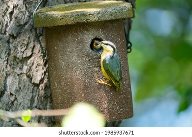 a nuthatch, sitta eurpaea, try to feeds its young in the bird house