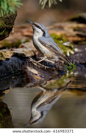 In Nuthatch sitting on a tree with green needles in early spring reflected in the water