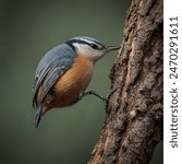 The nuthatch is a small bird known for its unique behavior of climbing headfirst down tree trunks. With its compact body, short tail, and strong legs, it effortlessly maneuvers through forests.