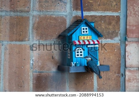 A nuthatch songbird feeding in a birdhouse. A real bird on a decorative cafe house painted blue. A wooden construction against a brick wall. Love to city birds.