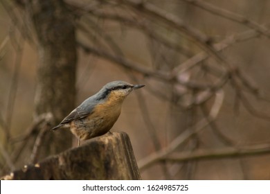 Nuthatch Wildlife Bird Passeriformes Aves