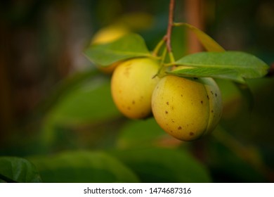 853 Nutmeg farm Images, Stock Photos & Vectors | Shutterstock