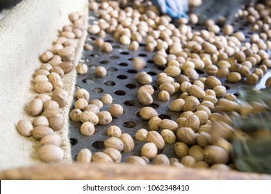 Nutmeg Factory In Grenada Caribbean Sea 