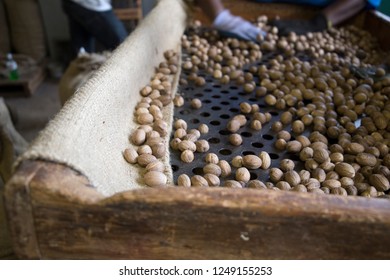 Nutmeg Factory In Grenada Caribbean Sea 