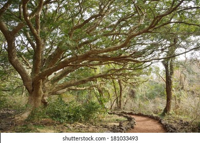 Nutmeg Forest Park In Jeju Island, Called Bijarim In Korean