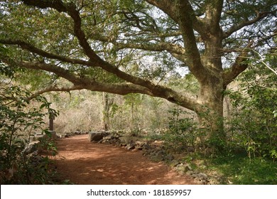 Nutmeg Forest Park In Jeju Island, Called Bijarim In Korean