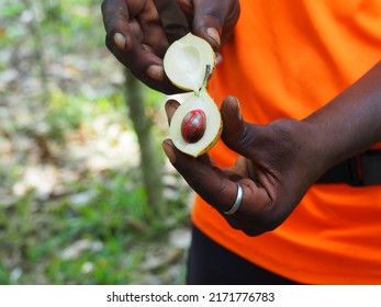 Nutmeg Fruit	In Man Hands