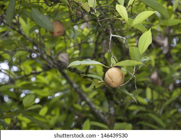 Nutmeg Fruit On A Tree