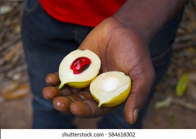Nutmeg Fruit Sliced In Half Held In Hand