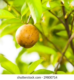 Nutmeg Fruit In Tree