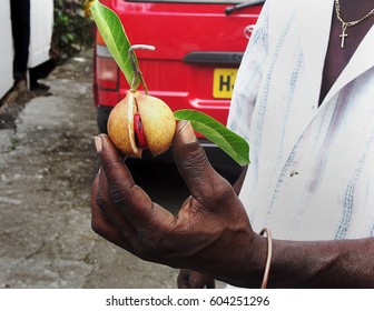 Nutmeg And Mace In Grenada Man's Hand