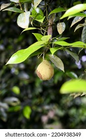 A Nutmeg On Nutmeg Tree