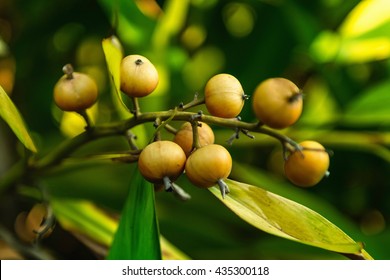 Nutmeg Tree