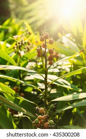 Nutmeg Tree In Sunlight