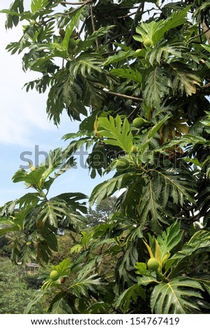nutmeg-tree with fruits