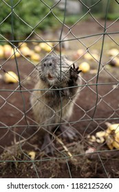 Nutria in the cage