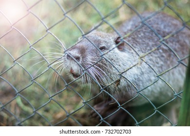 the nutria in the cage
