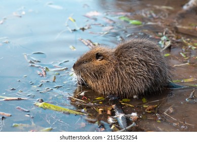 baby muskrat